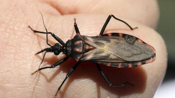 Día Mundial del Chagas: una enfermedad silenciosa que afecta a 2 millones de personas en Argentina