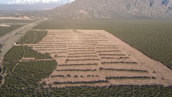 Desmontan hectáreas de jarilla en el piedemonte lujanino y hay acusaciones cruzadas entre una ONG y el Gobierno. Foto: Gentileza Fundación Cullunche
