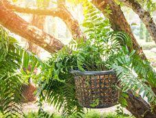 Antes de dividir helechos, asegurate de tener las macetas listas con piedritas o leca al fondo para que el agua drene bien. También es importante tener a mano una pequeña bolsa de mantillo o tierra de helechos... Nunca uses tierra de jardín, que es demasiado densa.