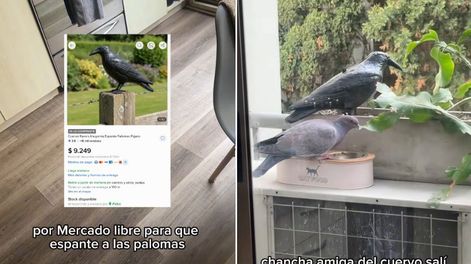 Compró un cuervo de plástico para ahuyentar palomas y todo salió al revés