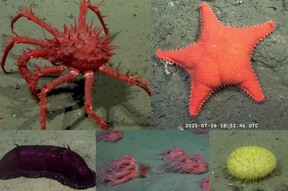 Especialistas del CONICET, junto al Schmidt Ocean Institute, realizaron una expedición científica en aguas profundas de Mar Del Plata