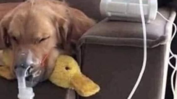 El perro sufrió golpes muy fuertes y la familia que lo adoptó logró salvarle la vida.