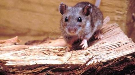 El hantavirus ha aumentado en el país: se duplicaron los casos