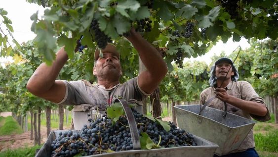 Fecovita reúne a más de 5.000 productores organizados en 29 cooperativas.