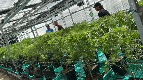 Cannabis medicinal y cáñamo: Mendoza quiere su propio registro para usuarios y productores. Foto: Gentileza Inkillay