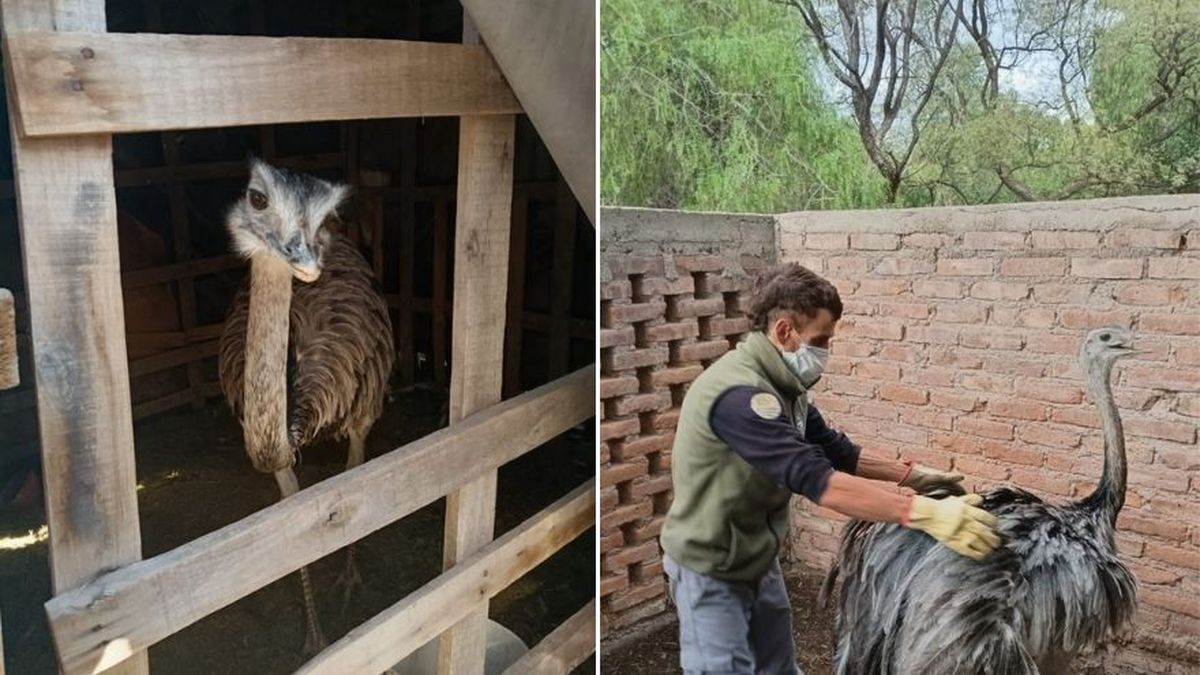 Rescatan dos ñandúes que estaban en cautiverio en una casa en Maipú
