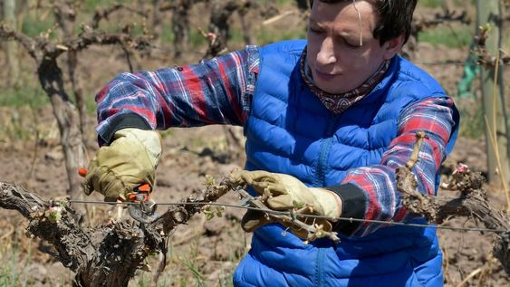 El ingeniero agrónomo Franco Aregall evalúa en detalle los daños ocasionados por las heladas del lunes pasado. / Orlando Pelichotti
