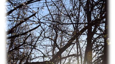 El futuro de los árboles