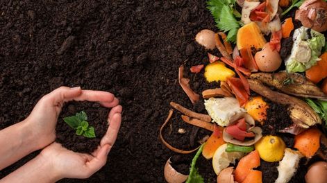 Esta cáscara puede transformarse en un abono suave que sostiene el desarrollo de las plantas a largo plazo.