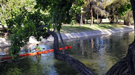 Advierten que 30% del arbolado público debe renovarse