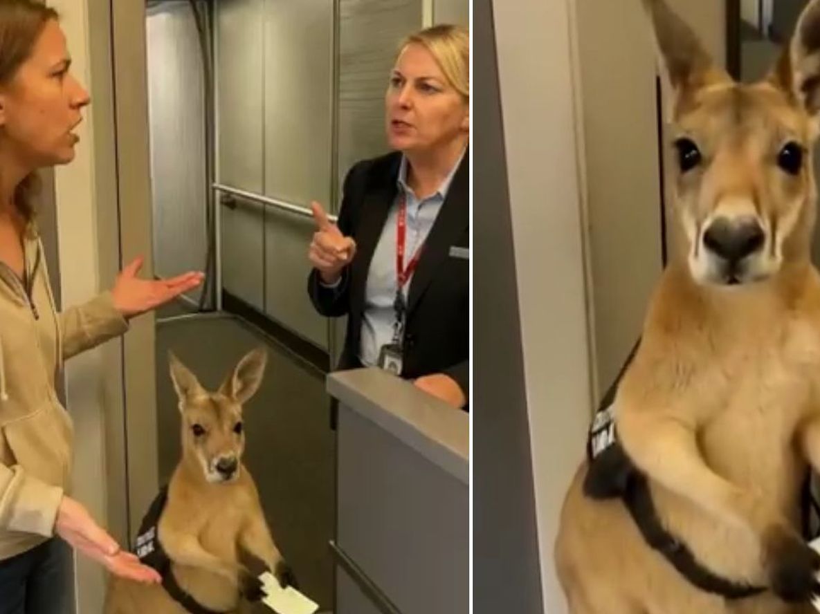 El canguro que revolucionó las redes sociales.