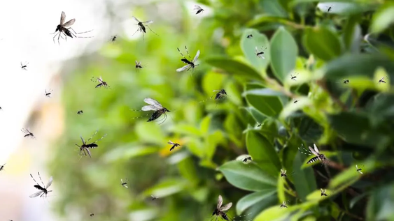 3 plantas que si las tenes en el jardin eliminan los mosquitos de la casa