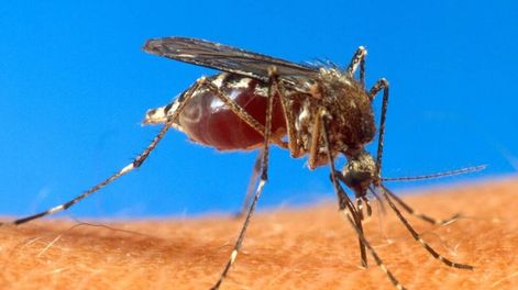 Hasta mayo es la época de mayor riesgo para el dengue en Mendoza