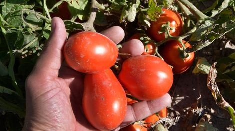 Los Andes | Cerca de alcanzar el desafío histórico de abastecer al mercado interno, la industria del tomate empieza a mirar la exportación como la próxima meta, para poder seguir creciendo. Foto: Orlando Pelichotti / Los Andes