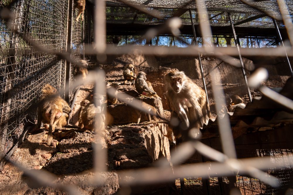 Sans éléphants à Mendoza, quels sont les animaux exotiques qui y vivent encore et comment fonctionnent-ils ? Photo : Gouvernement de Mendoza