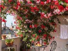 Con cuidados mínimos y una instalación sencilla, se posiciona como una de las plantas más prácticas para renovar cualquier rincón exterior.