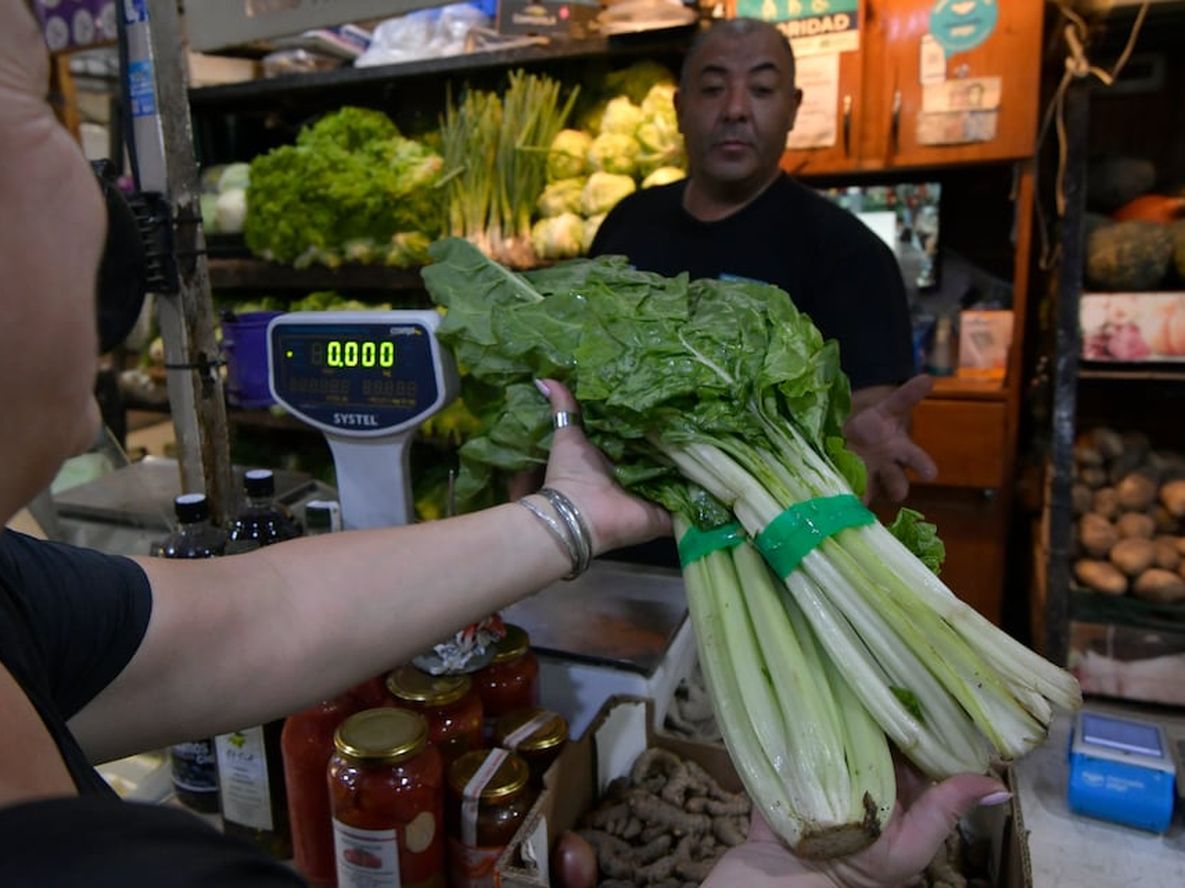 Además de estar a un precio muy accesible durante el invierno, la acelga es versátil y puede utilizarse en un buen número de recetas. Foto: Orlando Pelichotti / Los Andes