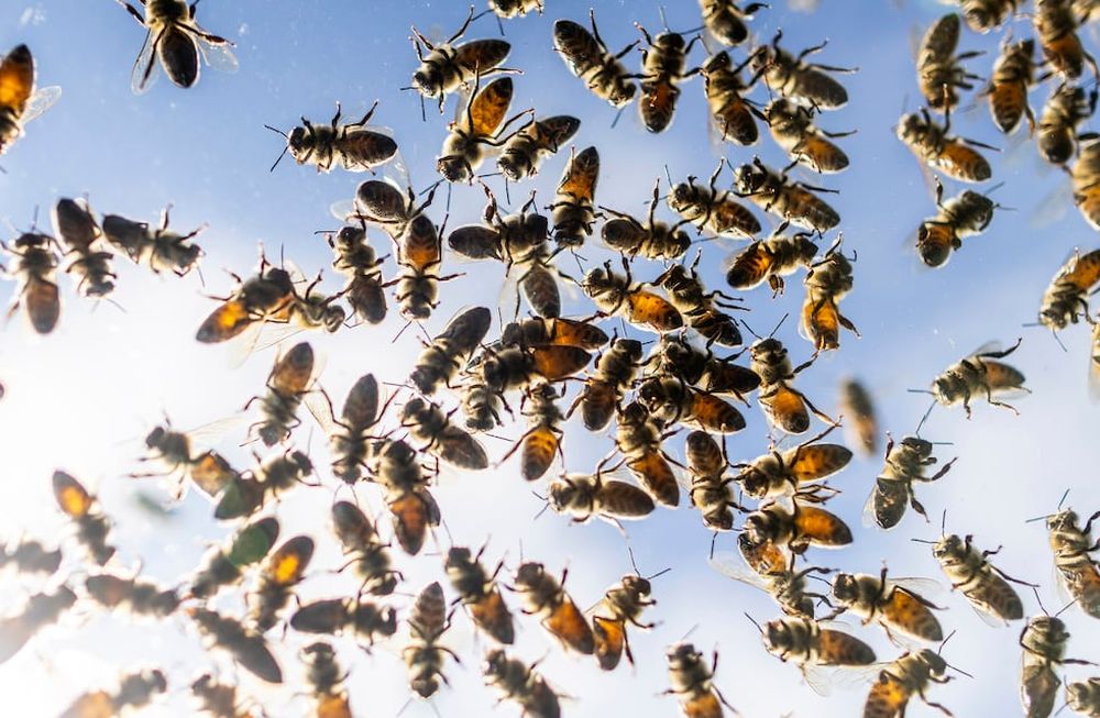 Abejas revoloteando después de que varias colmenas cayeran de un camión que las transportaba, liberando a miles de abejas, en Burlington, Ontario, el 30 de agosto de 2023. (Carlos Osorio/The Canadian Press vía AP)