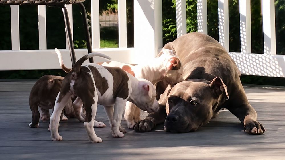 Pitbull rescatado con apenas 4 semanas crece, se convierte en niñero y ayuda a cuidar a más de 400 cachorros (1)