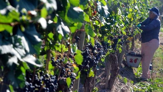 El INV presentó su estimación de cosecha para Mendoza, con una caída del 9%