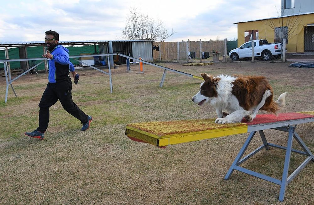 Gustavo de la escuela de Agility Choco Malbec, con Noah durante un entrenamiento. Agility es una modalidad competitiva donde un guía dirige a un perro sobre una serie de obstáculos.
