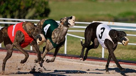Doping positivo para un galgo: le habían dado cocaína para que ganara una carrera
