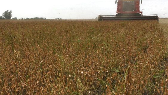 Tras dos semanas de vigencia del “dólar soja”, agroexportadores ingresaron US$ 3.564 millones. / Archivo / La Voz