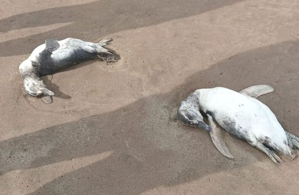 Preocupación en Mar del Plata: encontraron al menos 40 pingüinos muertos en la playa
