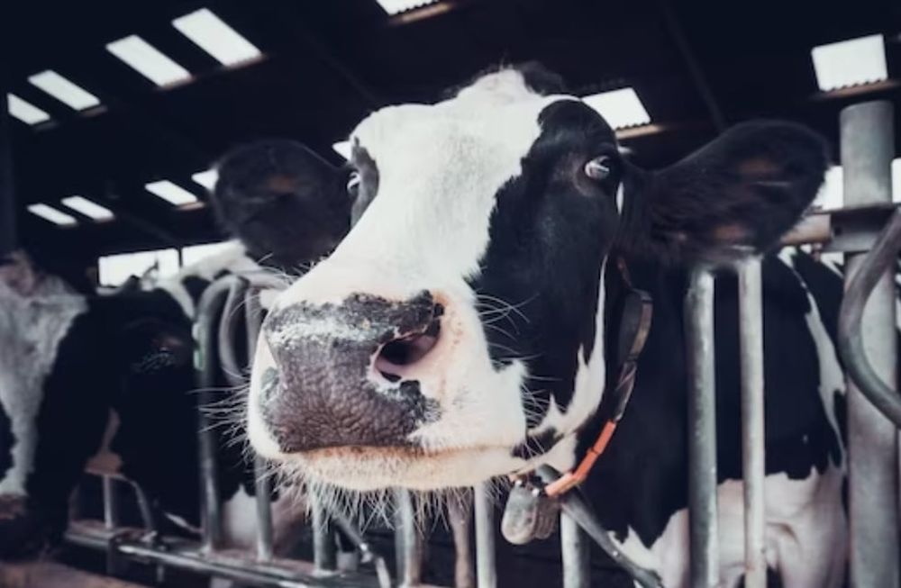 Brasil analiza un posible caso de “vaca loca” en su territorio, una enfermedad que afecta al ganado bovino.  Freepik
