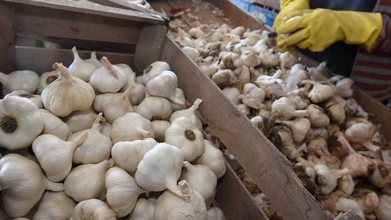 Planteó que el sector ajero necesita que este año el Gobierno nacional aumente los reintegros a la exportación, con el fin de “contener a todos los actores de la cadena de producción”. / Foto: Gustavo Rogé / Los Andes
