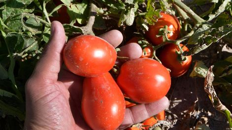 Cosechas de tomate