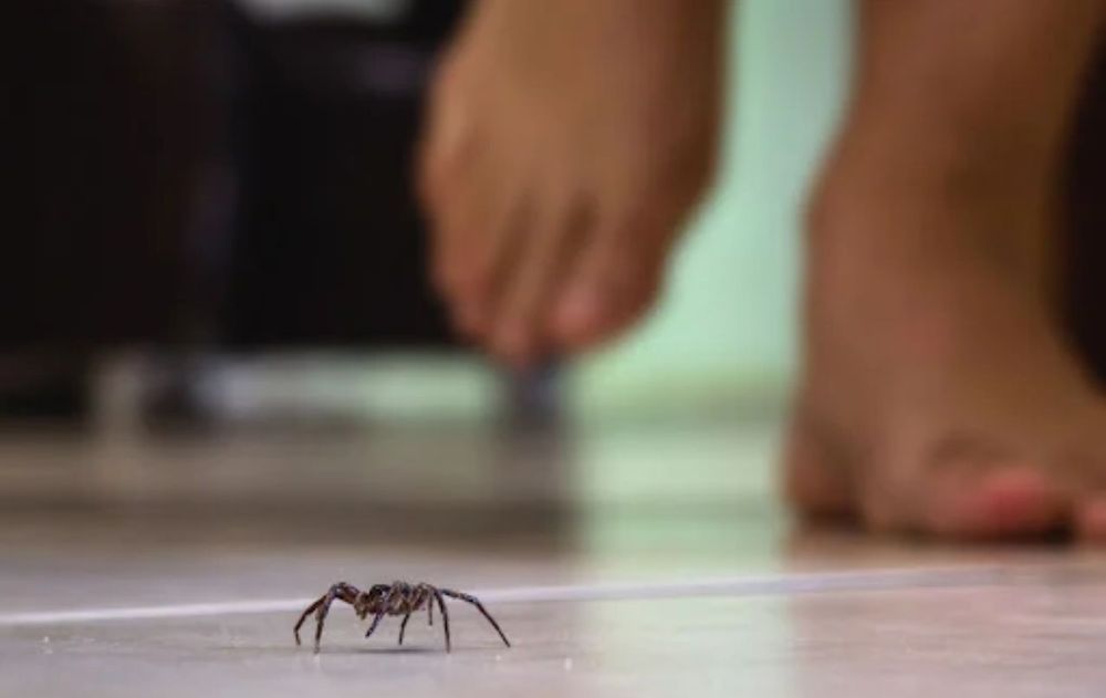 Otra alternativa útil es colocar pequeñas bolsitas con virutas de jabón en placares o rincones.