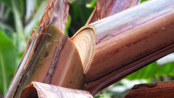 Además de dar banana, el tronco de este árbol es muy útil en la industria textil: descubrí por qué. Además de dar banana, el tronco de este árbol es muy útil en la industria textil: descubrí por qué.