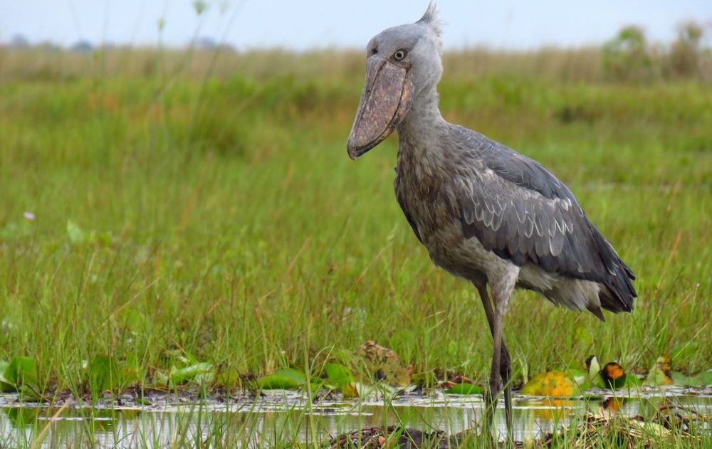 Su figura imponente reforzó la fascinación por un ave que parece salida de otra era.