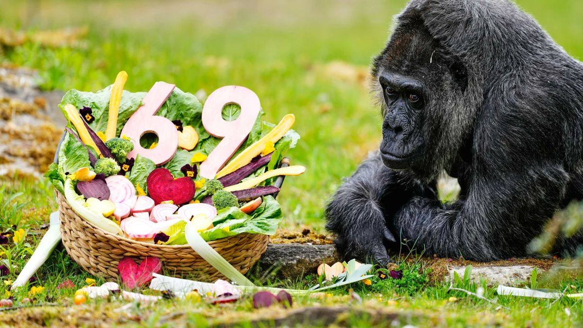 Fatou, la gorila más vieja del mundo, celebra sus 69 años en el zoológico de Berlín