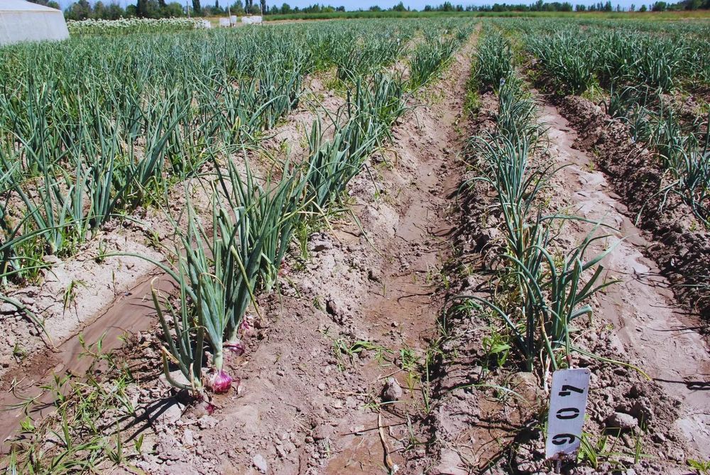 El cultivo presenta buenos rindes y se adapta a las condiciones productivas de Mendoza.