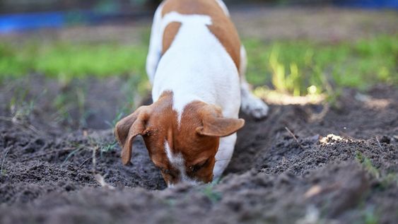 Por qué tu perro hace pozos en el jardín y qué recomiendan los veterinarios para evitarlo