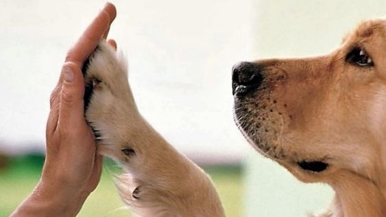 A veces se pasa por alto la importancia de mantener vacunadas a las mascotas, sin embargo, los beneficios están a la vista: hace 40 años que no hay casos de rabia en humanos en Mendoza, gracias a esta estrategia. Claramente, no es el único punto positivo, sino que además, implica cuidar la salud de nuestros compañeros de vida y la de quienes con ellos habitan.