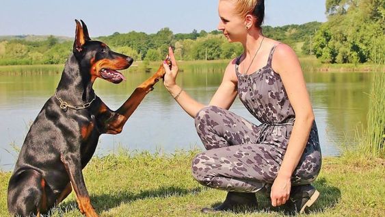 Horóscopo: conocé cuál es tu animal de poder, según tu signo