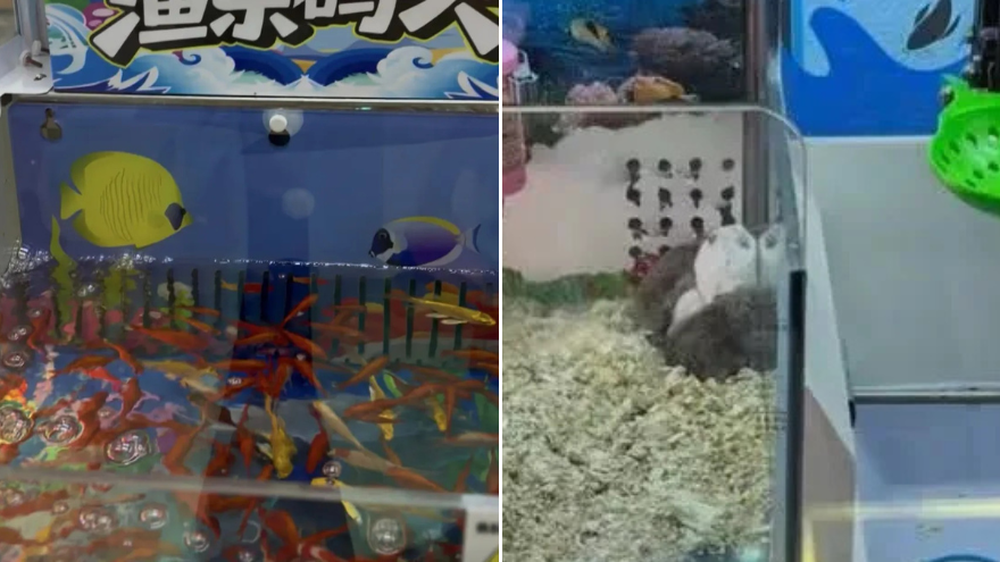 Usaban animales vivos como premios en un salón de juegos y desataron indignación en redes.