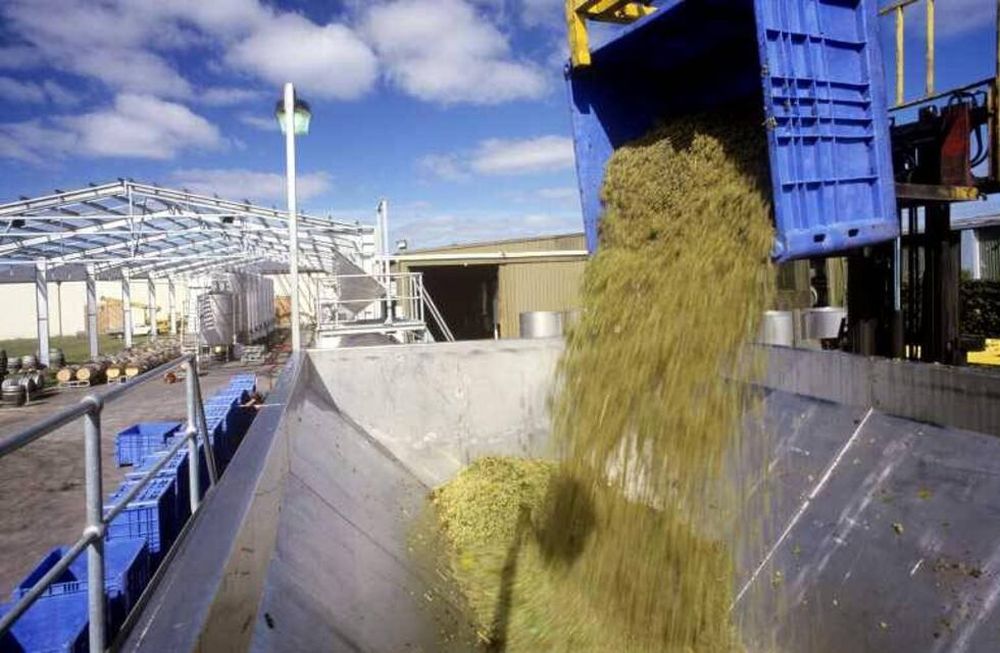 Desde el sector vitivinícola se pide que los controles sobre el ingreso de uva, el final de cosecha y la elaboración sean obligatorios.