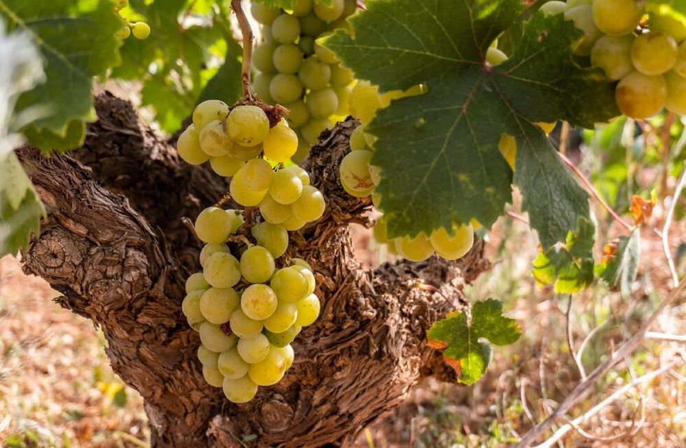 Moscatel de Alejandría, el vino que elaboró el general San Martín en el Este mendocino