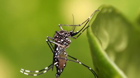 Dengue: el último Boletín Epidemiológico del Ministerio de Salud de Mendoza, advierte que se espera mayor actividad del vector y por ende, más casos