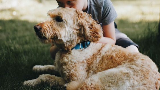 por que hablar mas con tu perro mejorara tu vida, segun la psicologia