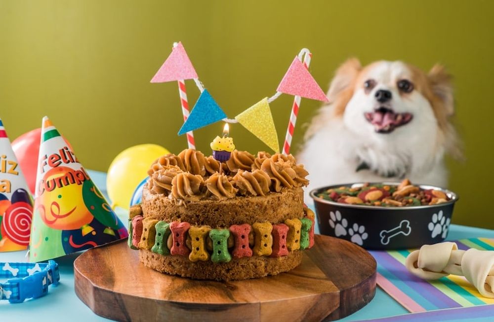 La gastronomía para animales está en auge y ofrece opciones saludables para los reyes del hogar.