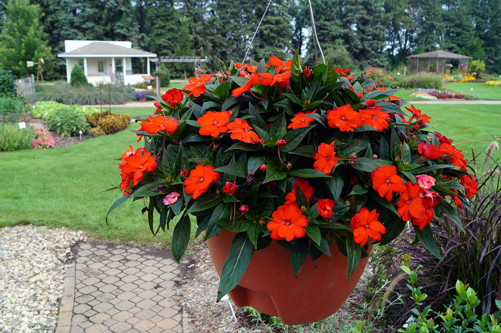 Las plantas del jardín transforman la jardinería con flores resistentes y duraderas.