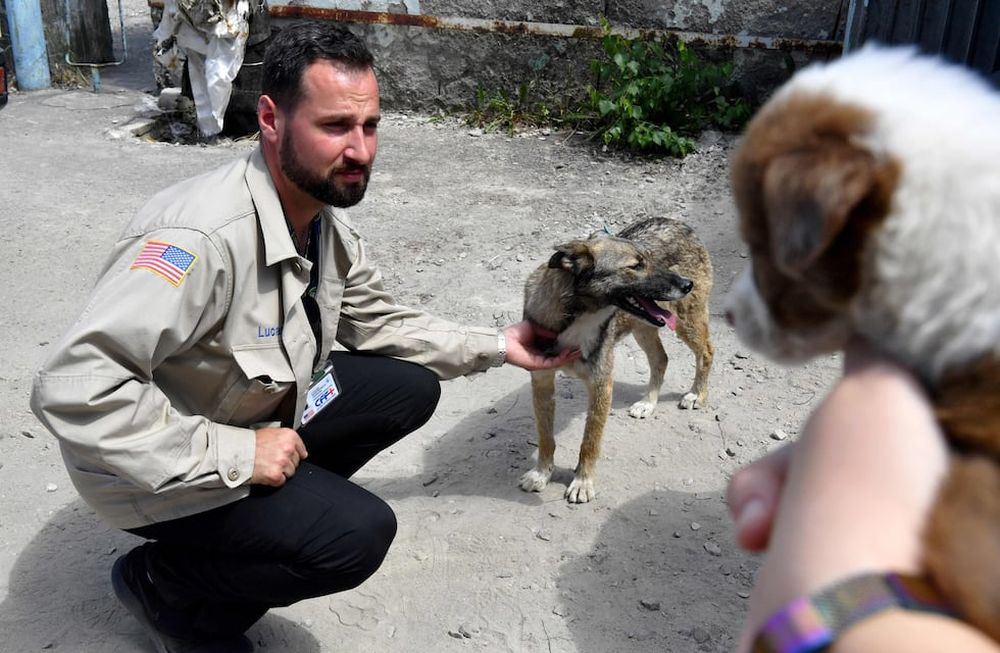 El sueño americano de los perros tirados en Chernóbil