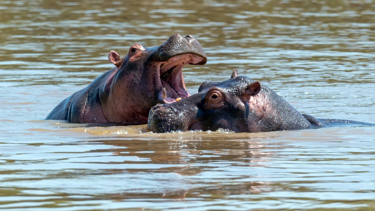 Colombia aplicará la eutanasia a 80 hipopótamos que heredó por un capricho de Pablo Escobar