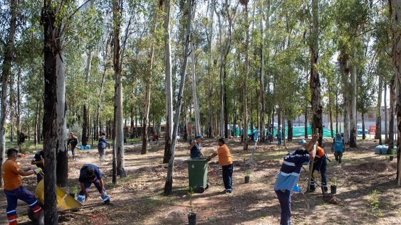 Maipú resguarda el Bosque de Eucaliptus