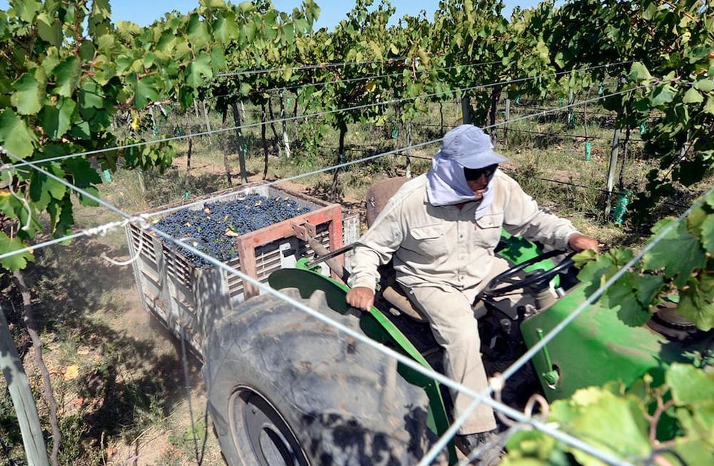 Productores ya empezaron a armar listas de precios para sus varietales.
